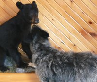 Muffy plays with the stuffed bear cub in the visitor center.