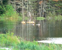 This Canada Goose family lives on Otter Pond, near headquarters.