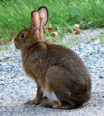 Young snowshoe rabbits were frequent visitors.