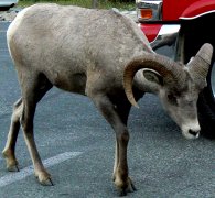 The bighorn sheep seem to know that they have the right of way in all parking areas.