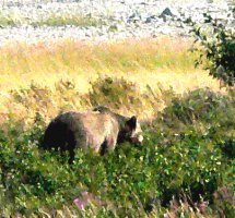 Grizzly bear sow. Enlarge this picture to see her with her cub.