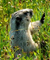 A marmot sees to be welcoming everyone to the park!