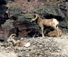The bighorn sheep seem to know who has the right of way!