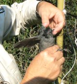 A captured bird is carefully removed from the net.