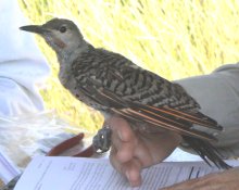 A northern flicker which we captured for banding.