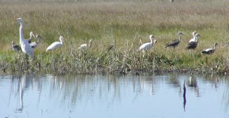 An egret and both adult and juvenile ibis at the pond near the San Bernard office.
