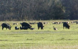 Canada geese and wild pigs, in a shot taken from our RV site.