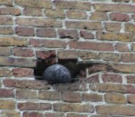A cannon ball is still burried in the wall of an old house.