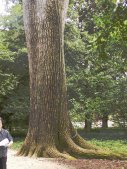 This tree is documented to have been planted by Washington in 1765.