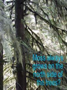 moss on all sides of the tree